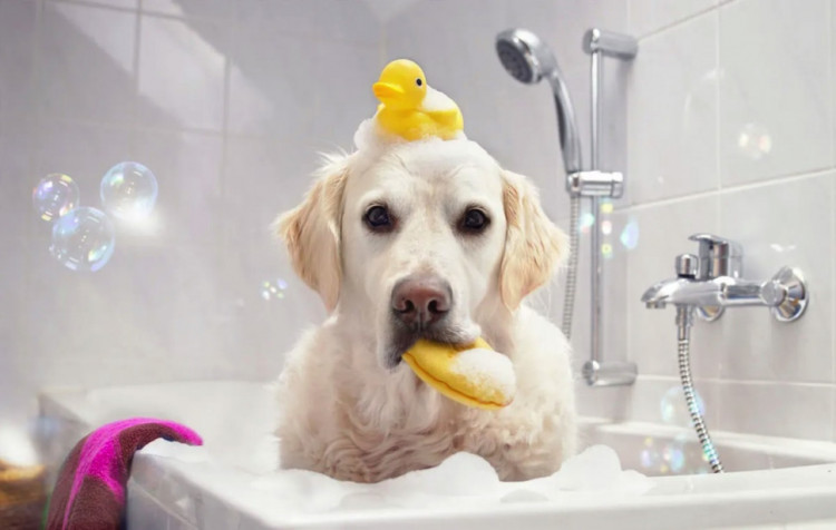 Dctr.Go Шампунь-бальзам для животных Sнampoo Therapy "Мультиуход" 1000 ml в Волгограде